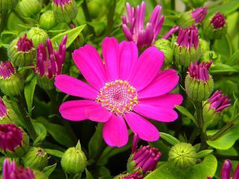 静心修行的句子 心要平静的句子(精选46句)