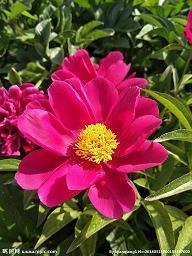 五谷春酒业各系列酒广告语