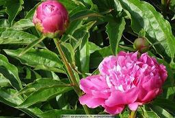 使劲夸女生的句子