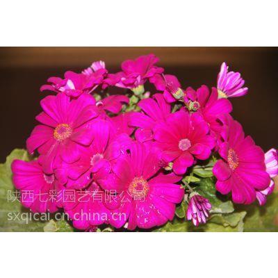 早上好开心优美的句子