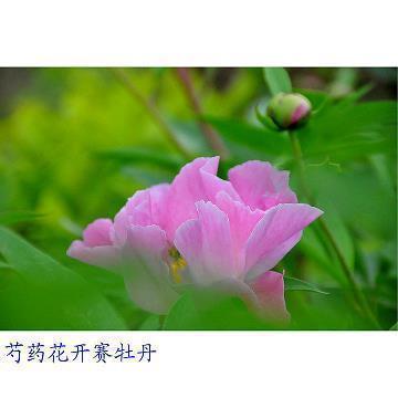 调皮的早安问候短句 调皮短句早安语
