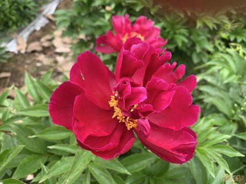 描写夏天美景的句子31句