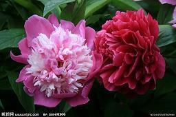 让对方瞬间心疼的文案 重度抑郁的文案精选81句