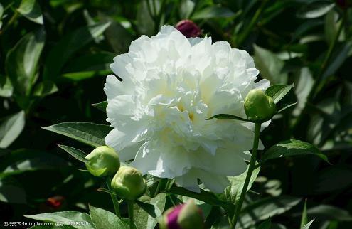 摘抄春天的优美句子短一点