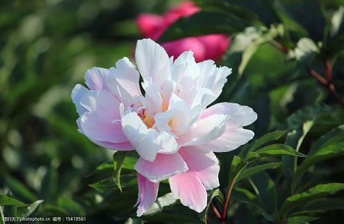 爱情短句子十字以内