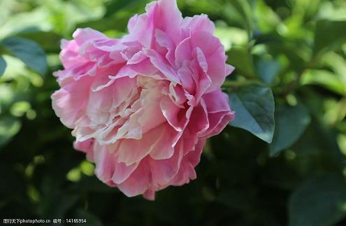 描写给女人开心的句子