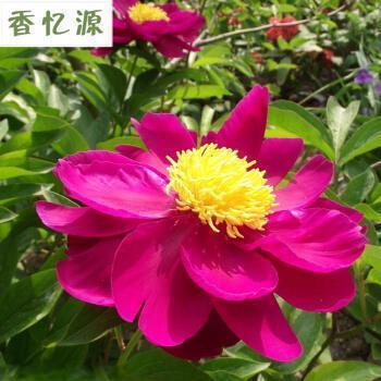 满满的好心情 早安心语正能量一句话推荐32句