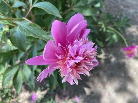 新春第一天上班文案说说79句