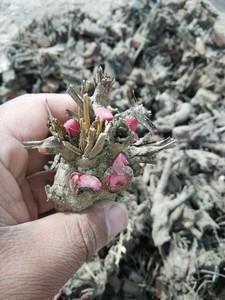 感谢老爸的感人句子(精选86句)