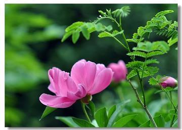 最经典的爱情语录100句