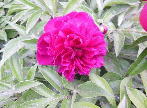 早安的唯美句子8月 早安问候语正能量简短(精选67句)