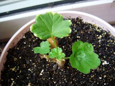 教师节对老师说的话语 关于教师节的华语