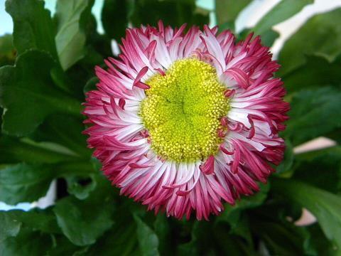 曾许诺经典句子53句