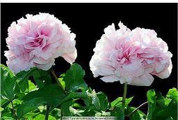 简单的一句话发早安朋友圈