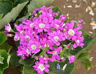 冷淡且伤感的句子精选104句