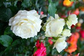 怎么委婉含蓄的拒绝表白的句子