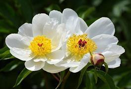 陈果经典句子友情