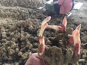 独占鳌头的意思 独占鳌头的近义词和反义词 独占鳌头造句大全