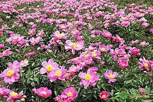 七夕幽默朋友圈 七夕搞笑文案