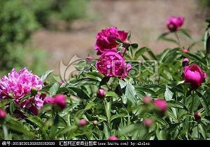 生命的感悟的唯美句子 生命感悟的美句