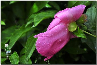 让对方听不懂的表白 绝对看不懂的表白