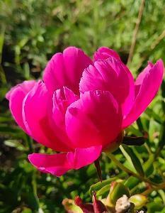 抖音喝春天的第一杯奶茶文案句子