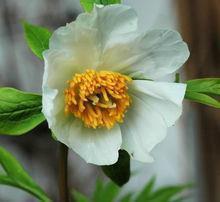 护士节祝福的唯美句子合集52句