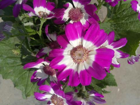 赞美荷花的诗句