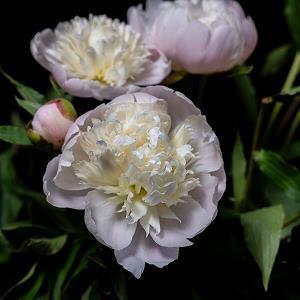 2021牛年春节祝福语四字成语