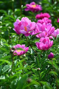 关于悲伤心碎的句子