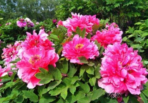 桃花开了的心情句子2021年 桃花的唯美句子汇总62句