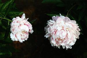 形容倒霉的精辟语句 形容运气不好的句子26句