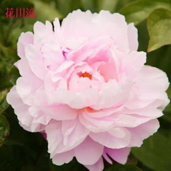 正能量句子大全