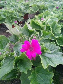 淡雅唯美古风意境句子 有意境文艺的说说短句