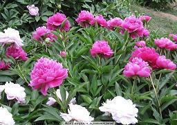 科比的格言(精选38句)