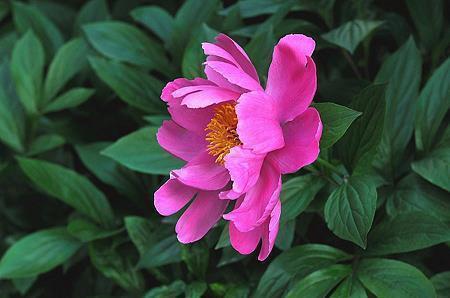 爱情的句子唯美短句发朋友圈简短(精选60句)