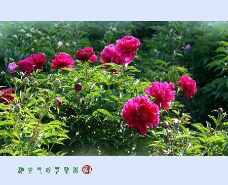 立夏意境的唯美短句推荐76句