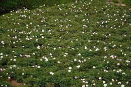 2021清明节经典寄语大全
