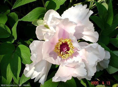 描写荷花的优美句子 描写荷花的诗句汇编78句