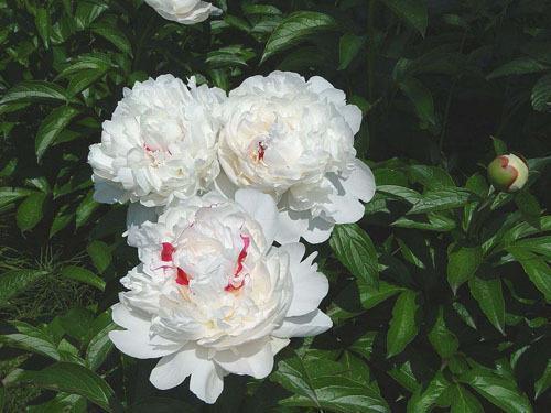 怀念儿时时光 童年时光的唯美句子(精选67句)