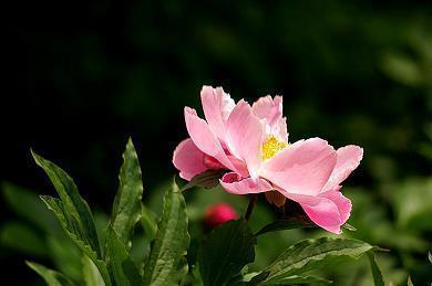 玫瑰唯美句子17句