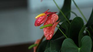 甜甜的土味情话撩男生