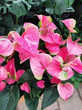 每日一句英语经典语录 每日一句英语句子40句