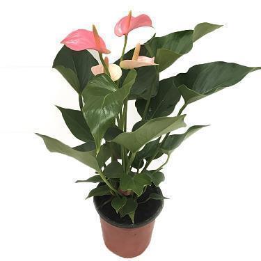 祝福孩子高考成功的话46句