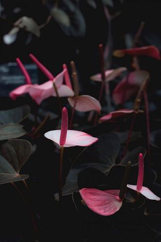 结婚官宣文案朋友圈(精选38句)