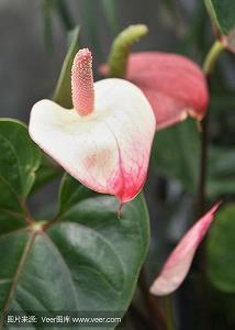 春节微信朋友圈2021唯美祝福文案