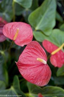 谷雨节气的唯美句子2021年