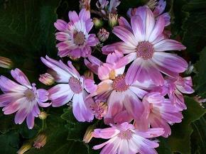 关于幸福的优美语句22句