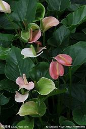 端午佳节思念家乡的祝福语简短汇总67句