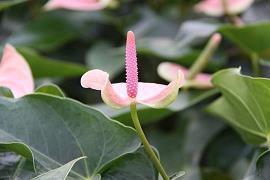 qq签名古风伤感句子55句